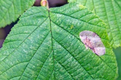 Nut Leaf Blister Moth [Phyllonorycter coryli]