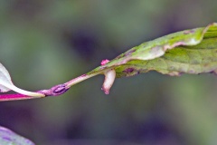 Dogwood Rivet Midge [Craneiobia corni]