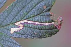 Golden Dot moth [Stigmella aurella]