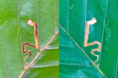 Small Beech Dot moth [Stigmella tityrella]