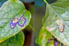 leaf miner fly [Phytomyza sp.]