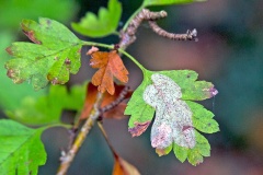Hawthorn Leaf-miner [Phyllonorycter corylifoliella]