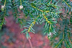 Yew Gall Midge [Taxomyia taxi]