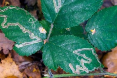 Shining Bramble Dot [Stigmella splendidissimella]