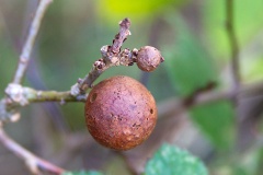 Oak Marble Gall [Andricus kollari]
