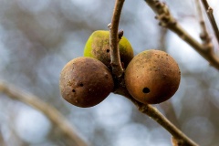 Oak Marble Gall [Andricus kollari]
