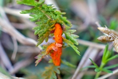 Burnet Rust [Phragmidium sanguisorbae]