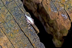 planthopper [Issus coleoptratus]