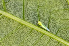 Smaller Green Leafhopper [Empoasca vitis ?]