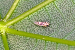 leafhopper [Arboridia ribauti]