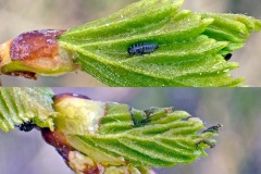 birch-feeding leafhopper [Oncopsis flavicollis/subangulata]