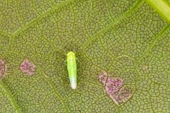 Smaller Green Leafhopper [Empoasca vitis]