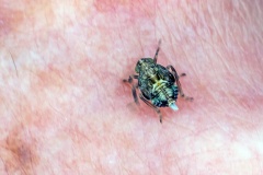 Ivy Planthopper [Issus coleoptratus]