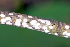 Horse Chestnut Scale [Pulvinaria regalis]