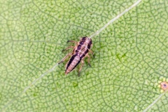 leafhopper [Eurhadina loewii?]
