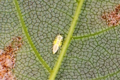 sycamore leafhopper [Edwardsiana nigroloba?]