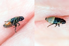Willow Spittlebug [Aphrophora salicina?]