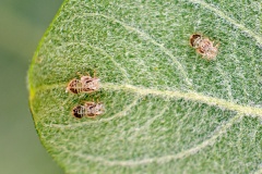 jumping plant louse [Cacopsylla melanoneura?]