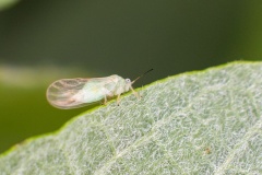 jumping plant louse [Cacopsylla melanoneura?]