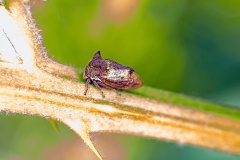 Horned Treehopper [Centrotus cornutus]