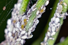 Mealy Cabbage Aphid [Brevicoryne brassicae]