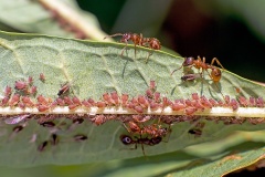 Dogwood - Rosebay Willowherb Aphid [Aphis salicariae]