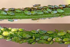 Willow-umbellifer Aphid [Cavariella pastinacae]