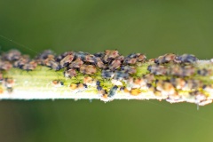 Fly Honeysuckle Aphid [Hyadaphis foeniculi?]