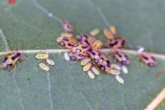 Norway Maple Periphyllus Aphid [Periphyllus lyropictus]