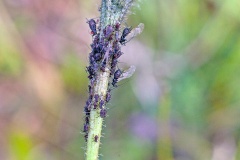 Large Chicory Aphid [Uroleucon cichorii?]