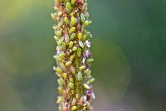 Herb Bennet Aphid [Macrosiphum gei?]