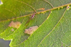 Common Sycamore Aphid [Drepanosiphum platanoidis]