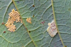 Sycamore Periphyllus Aphid [Periphyllus acericola]