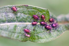 Yellow-legged Knapweed Aphid [Uroleucon jaceicola?]