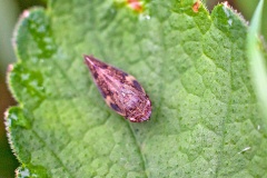 Alder Spittlebug [Aphrophora alni]