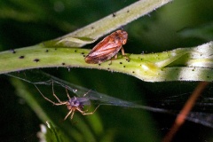 Common (or Meadow) Froghopper [Philaenus spumarius]