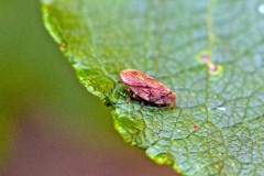 Common (or Meadow) Froghopper [Philaenus spumarius]