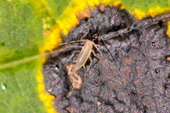 Sapling Sycamore Aphid [Drepanosiphum acerinum?]
