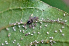 Common Dogwood-grass Aphid [Anoecia corni]