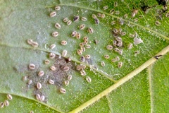Ash Whitefly [Siphoninus phillyreae]