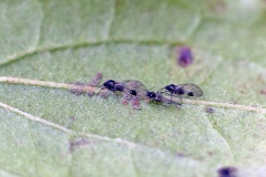 Common Dogwood-grass Aphid [Anoecia corni]