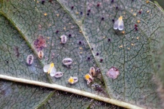 Ash Whitefly [Siphoninus phillyreae]
