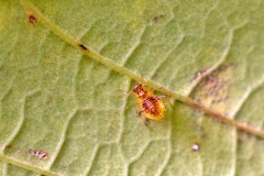Common Periphyllus Aphid [Periphyllus testudinaceus]