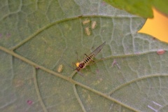 Common Sycamore Aphid [Drepanosiphum platanoidis]