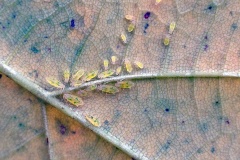 Sycamore Periphyllus Aphid [Periphyllus acericola]