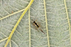 Common Sycamore Aphid [Drepanosiphum platanoidis]