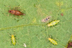 Common Sycamore Aphid [Drepanosiphum platanoidis]