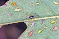 Common Sycamore Aphid [Drepanosiphum platanoidis]
