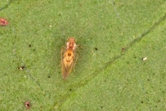 plant louse [unidentified]