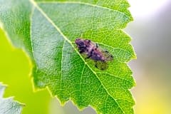 Common Lacehopper [Cixius nervosus]